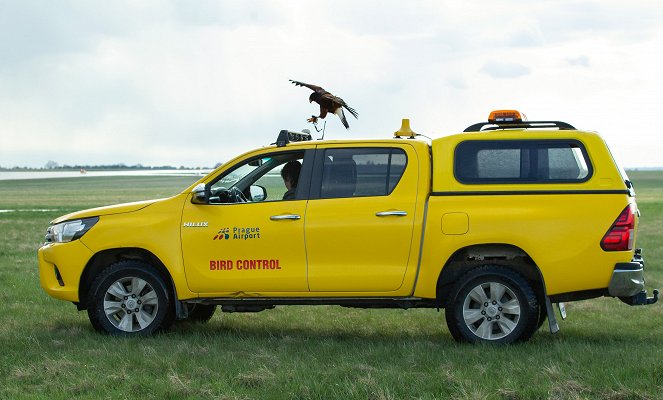 Zvířecí profesionálové - Ptáci, kteří hlídají letiště - Filmfotók