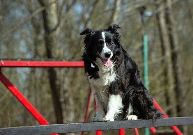 Zvířecí profesionálové - Pes, který zachraňuje ze sutin - Filmfotók