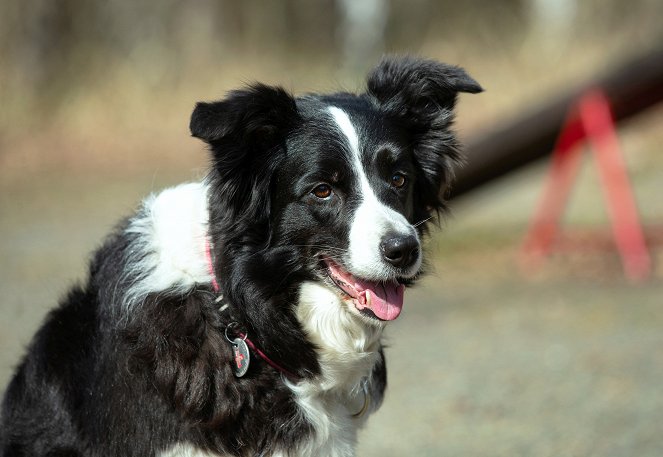 Zvířecí profesionálové - Pes, který zachraňuje ze sutin - Filmfotos