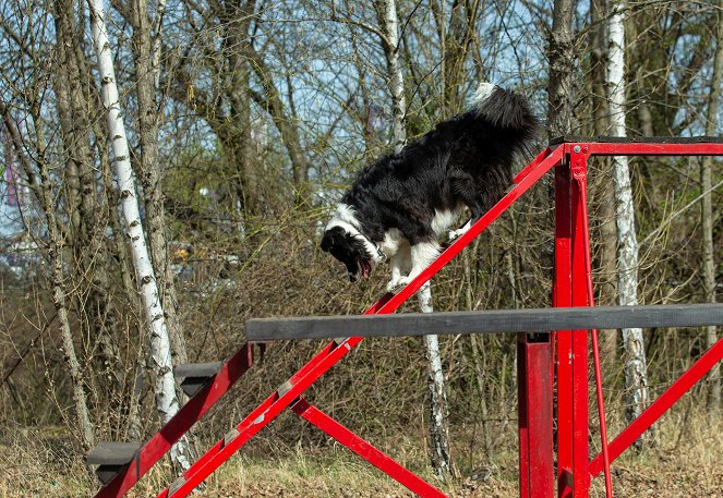 Zvířecí profesionálové - Pes, který zachraňuje ze sutin - Filmfotos