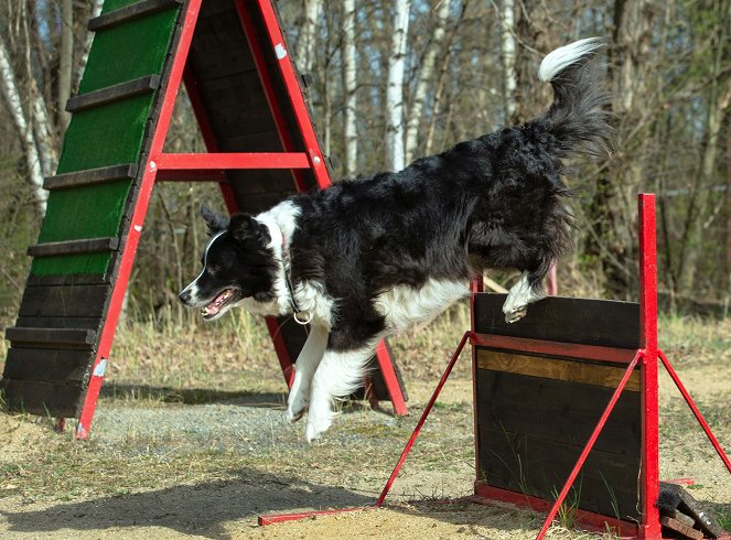 Zvířecí profesionálové - Pes, který zachraňuje ze sutin - Film