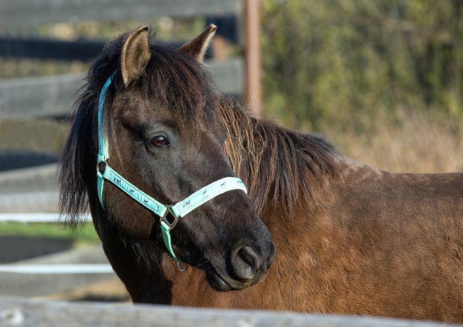 Zvířecí profesionálové - Kůň, který pomáhá uzdravovat - Photos
