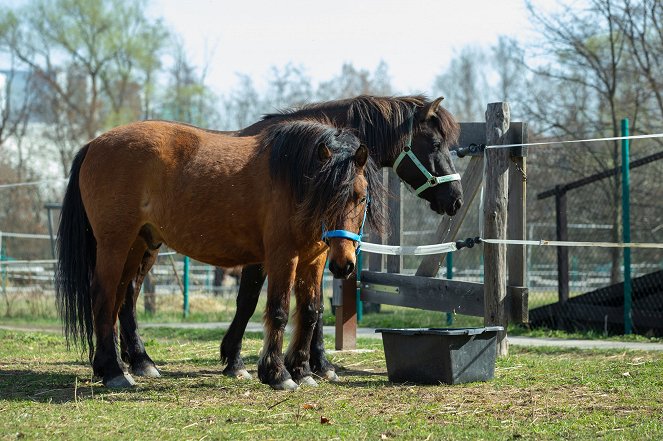 Zvířecí profesionálové - Kůň, který pomáhá uzdravovat - Filmfotos