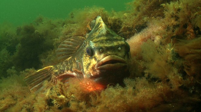 Kleine Fische ganz groß - Film