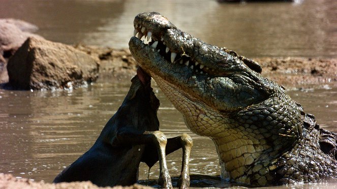 Zaostřeno na krokodýly - Z filmu