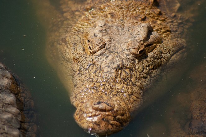 Crocodiles Revealed - De la película