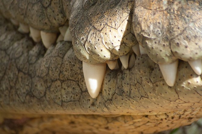 Krokodilok: Egy ragadozó igazi arca - Filmfotók