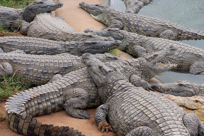 Sekretne życie krokodyli - Z filmu