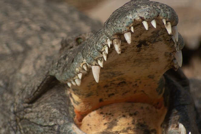 Crocodiles Revealed - De la película