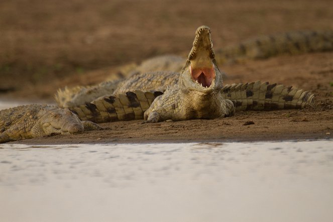 Crocodiles Revealed - Kuvat elokuvasta