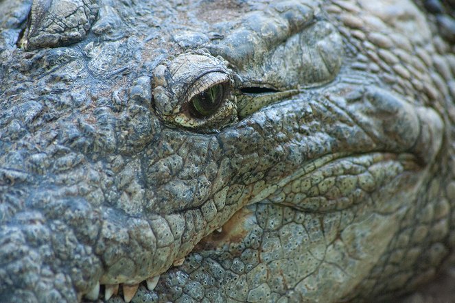 Crocodiles Revealed - Photos