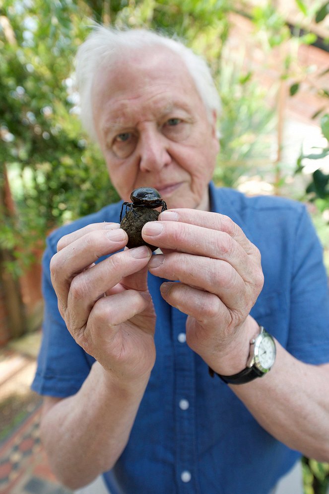 David Attenborough's Natural Curiosities - Finding the Way - Van film