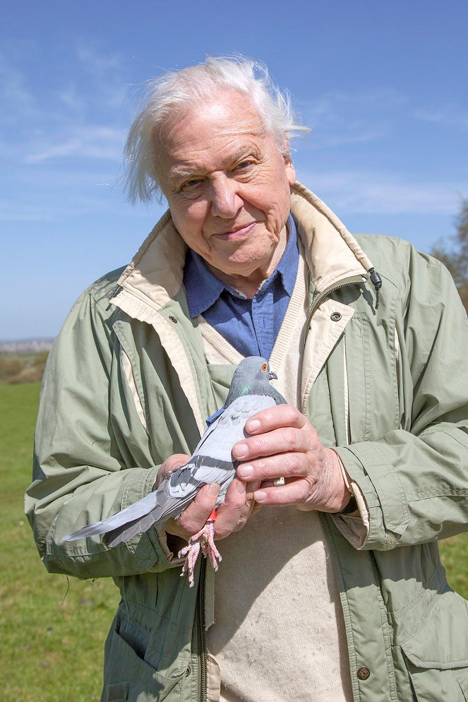 David Attenborough's Natural Curiosities - Finding the Way - Photos