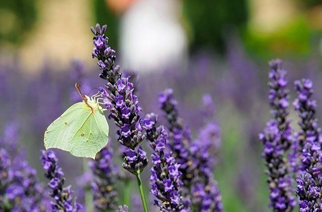 Butterfly Blueprints - Photos