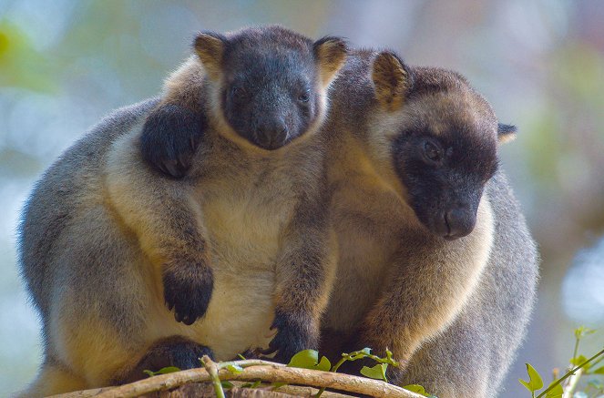 Baumkängurus im australischen Regenwald - Filmfotos