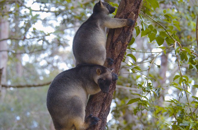 Baumkängurus im australischen Regenwald - Filmfotos