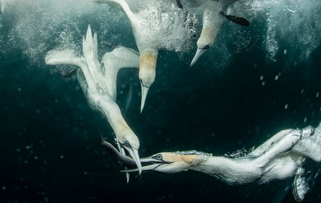 Tiere hinter der Kamera - Unter Wasser - Filmfotos