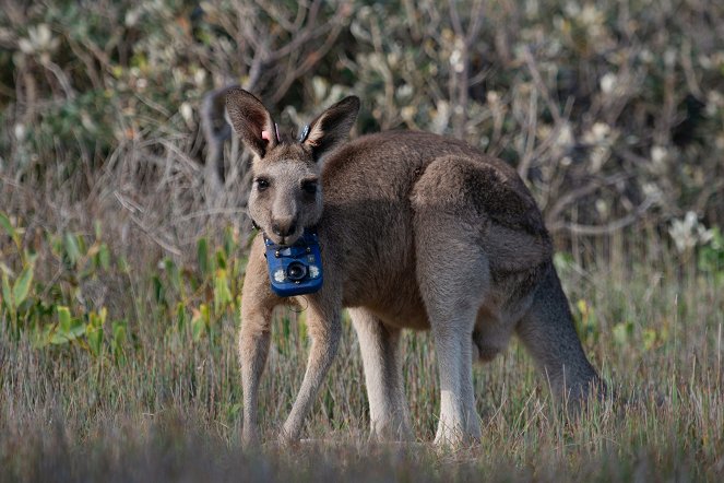 Animals With Cameras - Australia - Photos