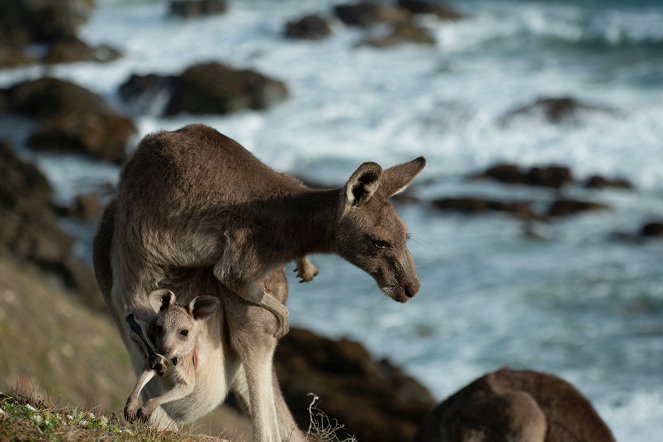Animals With Cameras - Australia - Z filmu