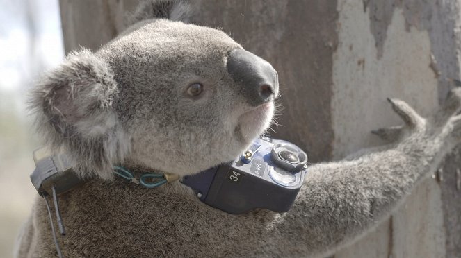 Zvířata s kamerami - Austrálie - Z filmu
