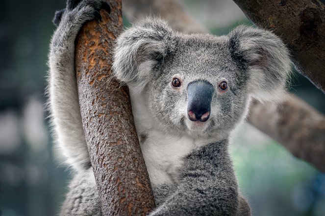 Animals With Cameras - Australia - Kuvat elokuvasta