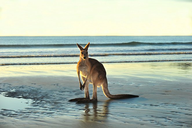 Tiere hinter der Kamera - Zu Besuch bei Koalas, Kängurus und Flughunden - Filmfotos