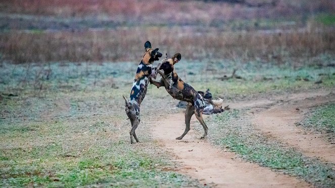 Wild Dogs: Running With The Pack - Z filmu