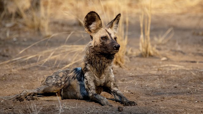 Wild Dogs: Running With The Pack - Photos