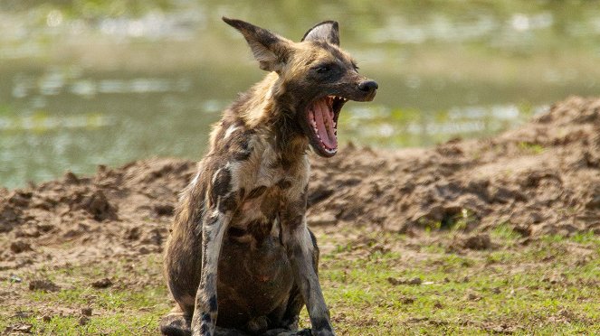 Psi hyenovití: Ve smečce - Z filmu