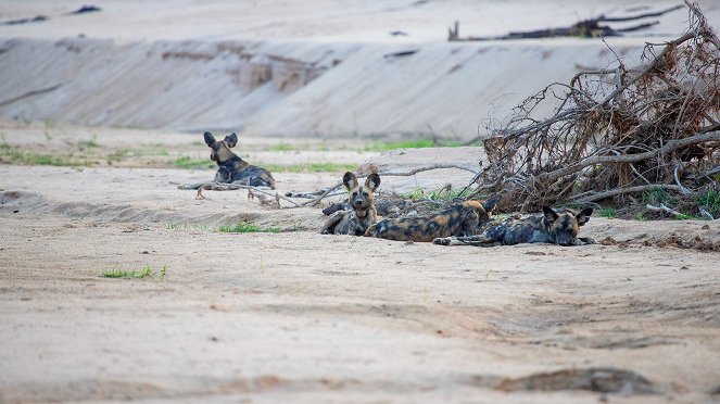 Psi hyenovití: Ve smečce - Z filmu