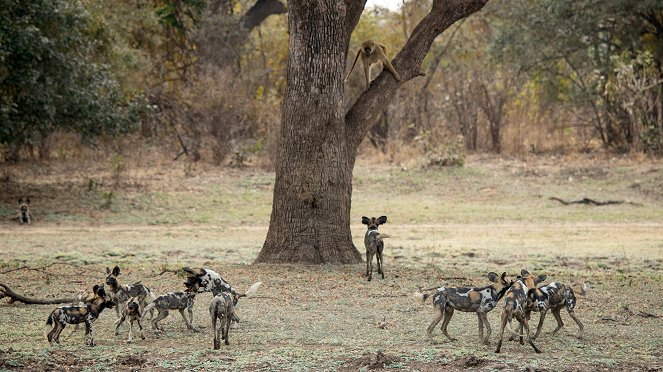 Wild Dogs: Running With The Pack - Z filmu