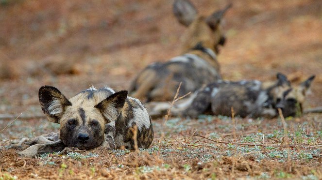 Wild Dogs: Running With The Pack - Do filme