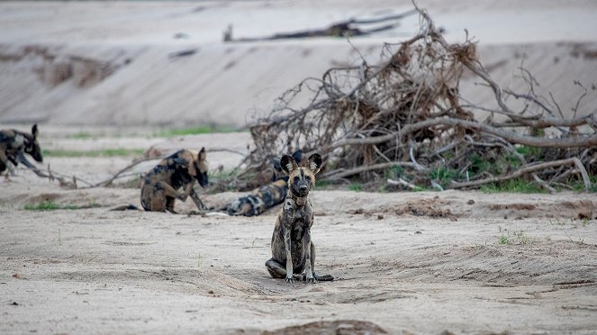 Wild Dogs: Running With The Pack - Filmfotos