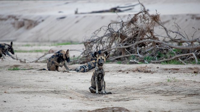 Wild Dogs: Running With The Pack - Film