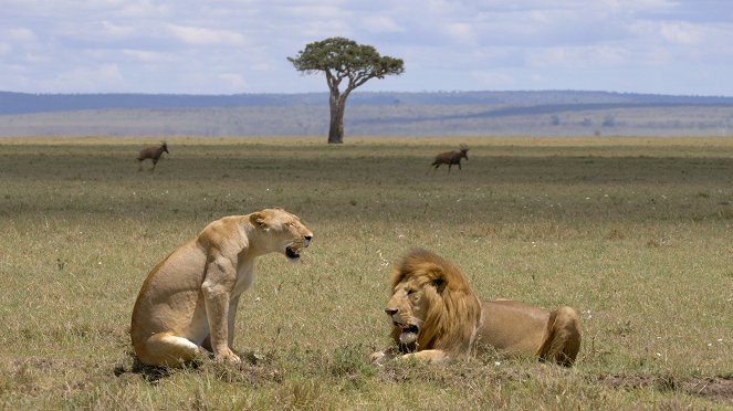Masai Mara, regards sauvages - Z filmu