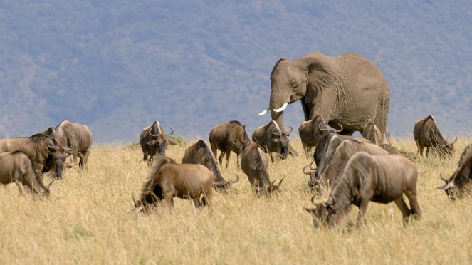 Masai Mara: Křižovatka divokého života - Z filmu
