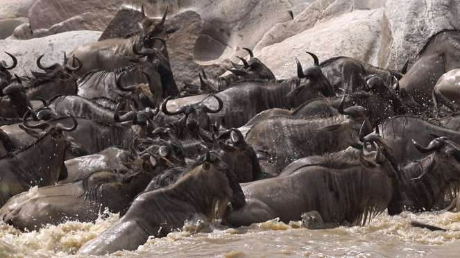 Masai Mara: Křižovatka divokého života - Z filmu