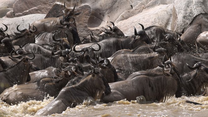 Masai Mara, regards sauvages - Z filmu