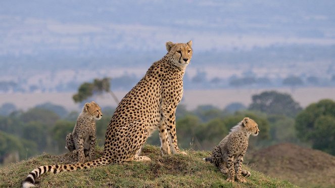 Masai Mara: Křižovatka divokého života - Z filmu