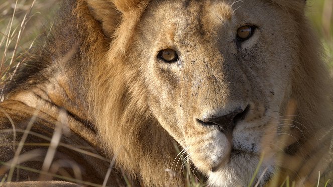 Masai Mara: Křižovatka divokého života - Z filmu