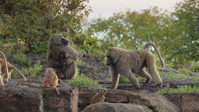 Baboons – A Really Wild Family - Photos