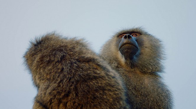 Baboons – A Really Wild Family - Photos