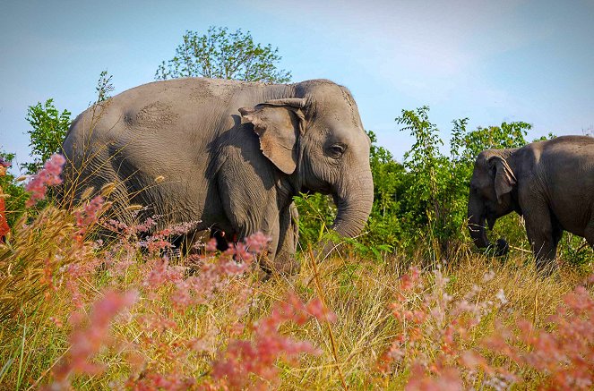 Phänomenale Natur - Das Naturschutzgebiet Umphang in Thailand - Filmfotos