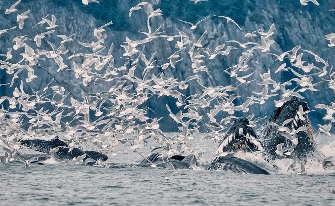 Terra X: Faszination Erde - mit Dirk Steffens: Alaska - im ewigen Frühling - Photos