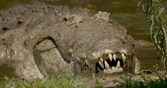 The Croc That Ate Jaws: Ancient Enemies - Van film