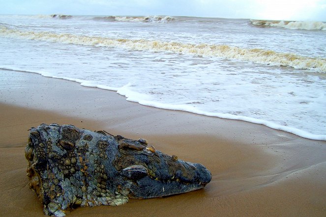 The Croc That Ate Jaws: Ancient Enemies - Van film