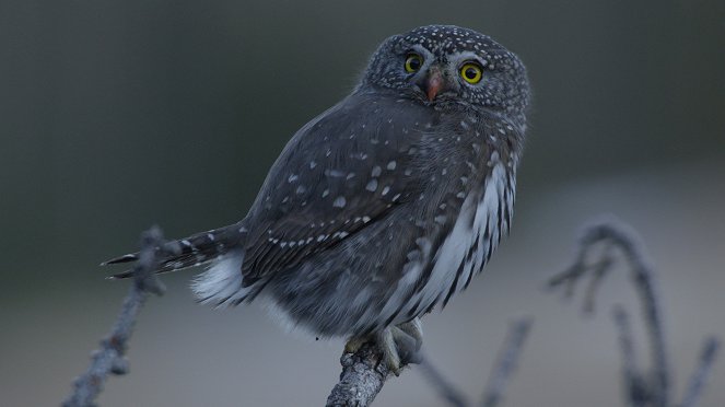 Canada: A Year in the Wild - De la película