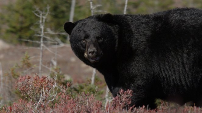 Kanada: Egy év a vadonban - Filmfotók