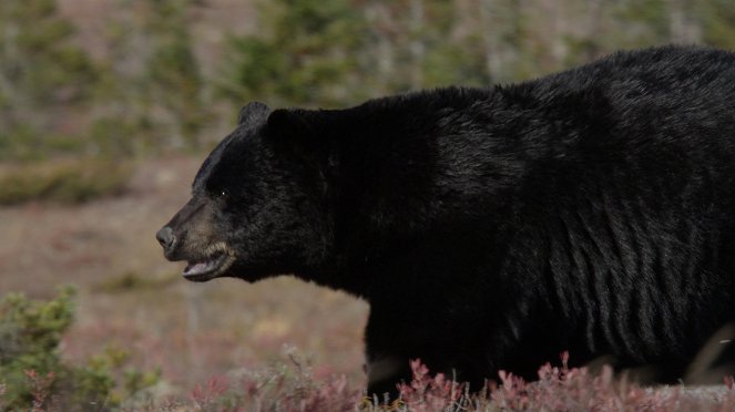 Canada: A Year in the Wild - Do filme