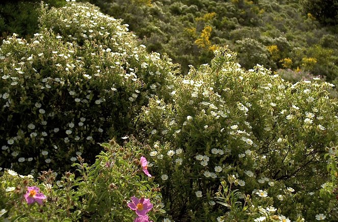 Korsika, wilde Schönheit - Die Welt der Pflanzen - Filmfotos